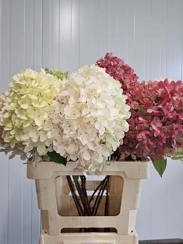 Hydrangea paniculata 'Limelight'