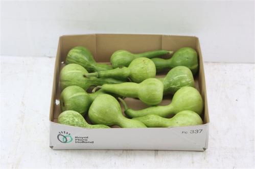 Cucurbita pepo