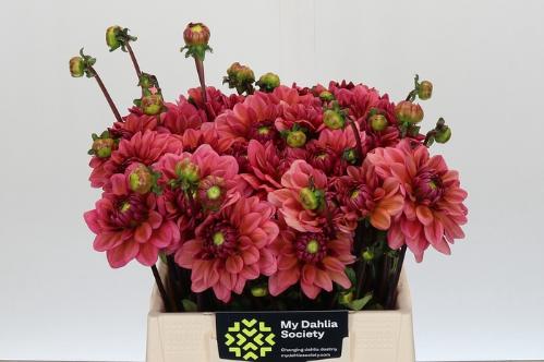 Dahlia (Decorative Grp) 'Salmon Runner'