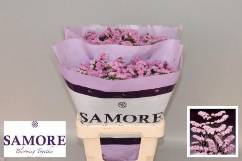 Limonium sinuatum Rosella Sun Birds