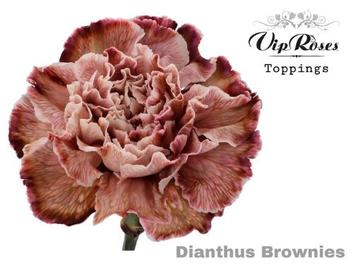Dianthus standaard kleurbehandeld H%