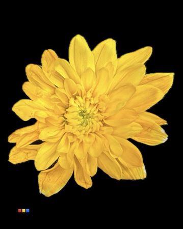 Chrysanthemum Indicum Grp tros kas kleurbehandeld H%