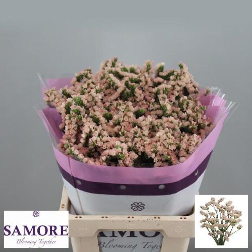 Limonium sinuatum Apricot Sun Birds