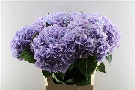 Hydrangea macrophylla Royal Benefit (paars)