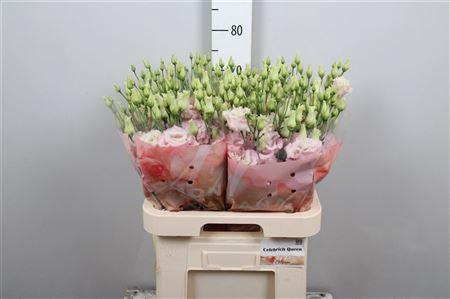 Eustoma russellianum gevuldbloemig  'Celebrich Queen'