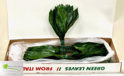 Aspidistra elatior overig