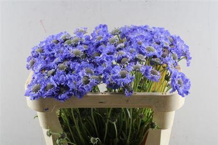 Scabiosa caucasica 'Staefa'