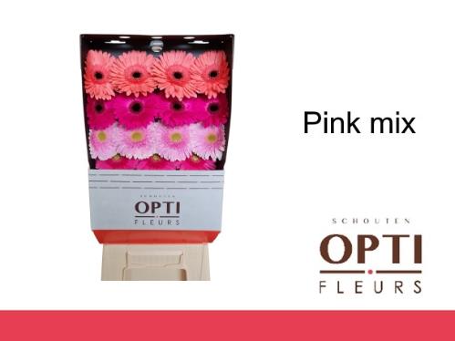 Gerbera grootbloemig overig