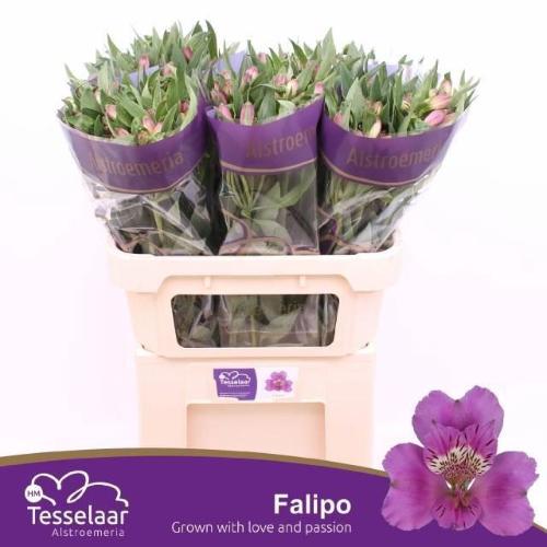 Alstroemeria Falipo