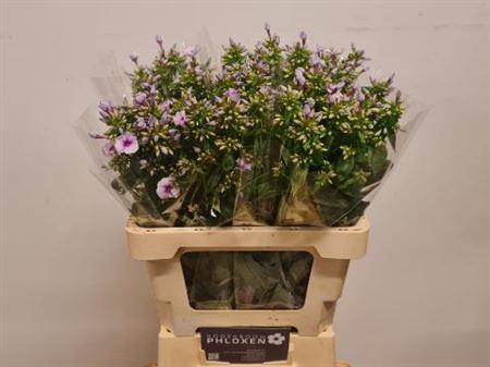 Phlox Paniculata Grp 'Isabella'