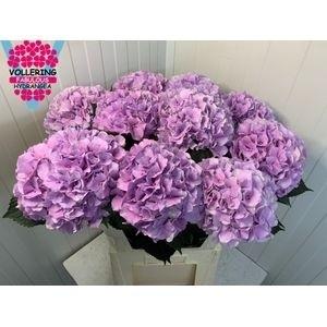 Hydrangea macrophylla Royal Benefit (roze)