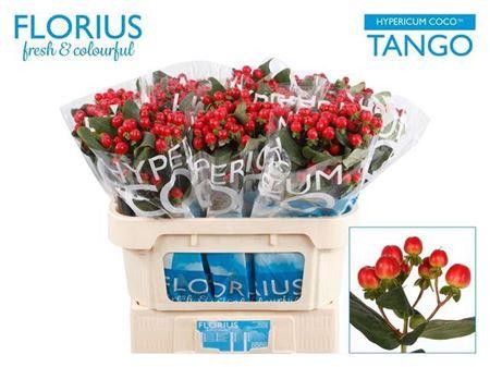 Hypericum Coco Tango