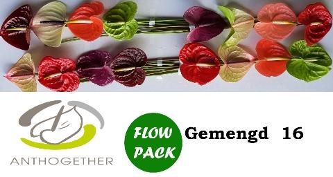 Anthurium Andreanum Grp gemengd