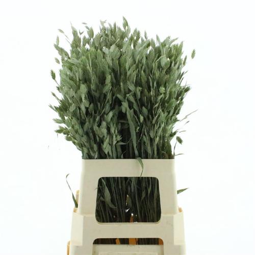 Chasmanthium latifolium