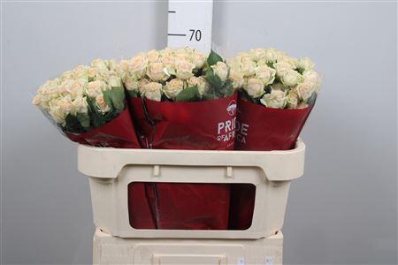 Rosa tros Trinity