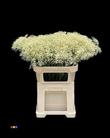 Gypsophila overig kleurbehandeld H%