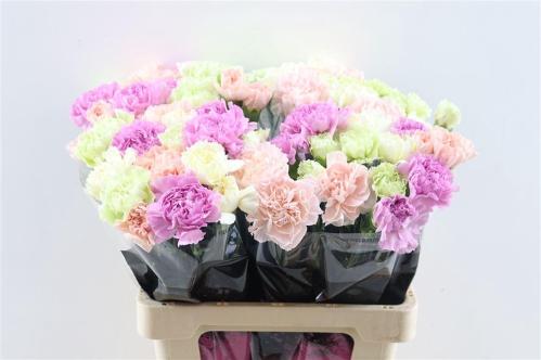 Dianthus standaard gemengd