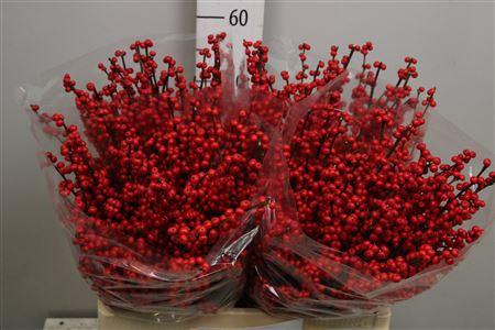 Ilex verticillata
