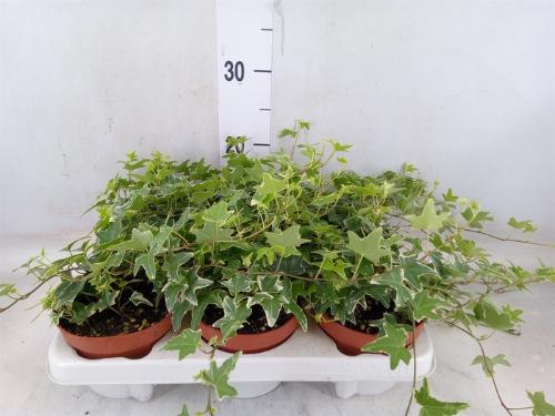 Hedera helix 'Mona Lisa'