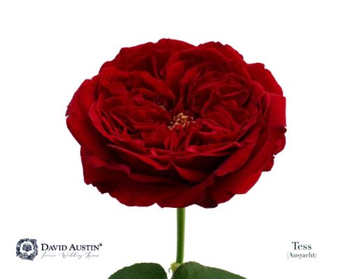 Rosa grootbloemig David Austin Tess