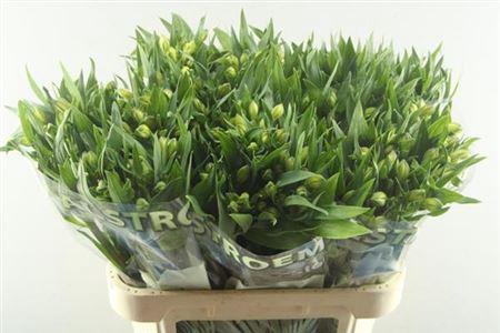 Alstroemeria White Swan