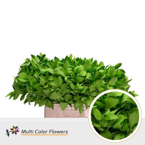 Ruscus kleurbehandeld H%