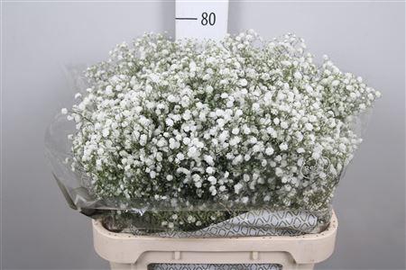 Gypsophila paniculata Xlence