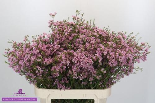 Chamelaucium uncinatum 'Wendy Rose'