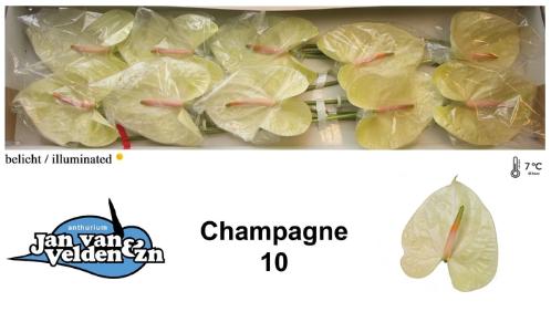 Anthurium Andreanum Grp Champagne
