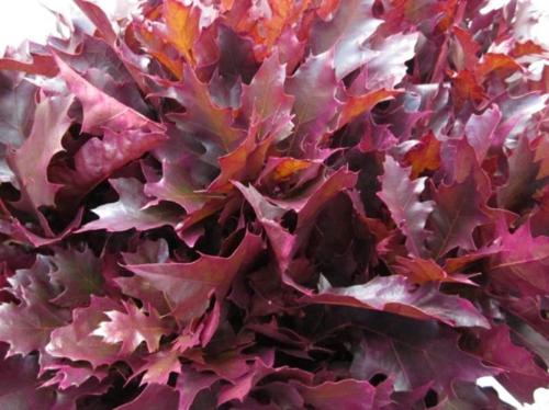 Quercus rubra kleurbehandeld H%