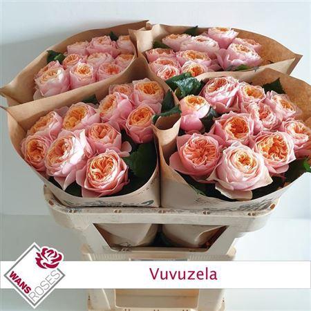 Rosa grootbloemig 'Vuvuzela'
