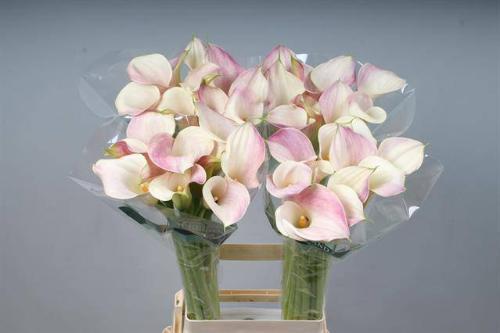 Zantedeschia 'Blushing Lady'
