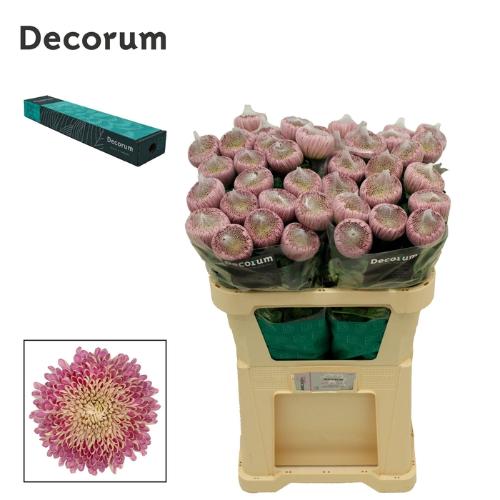 Chrysanthemum (Indicum Grp) geplozen Couture