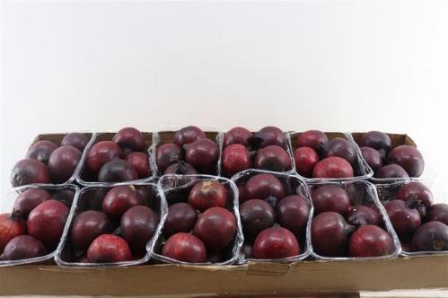Siervruchten per stuk Punica granatum