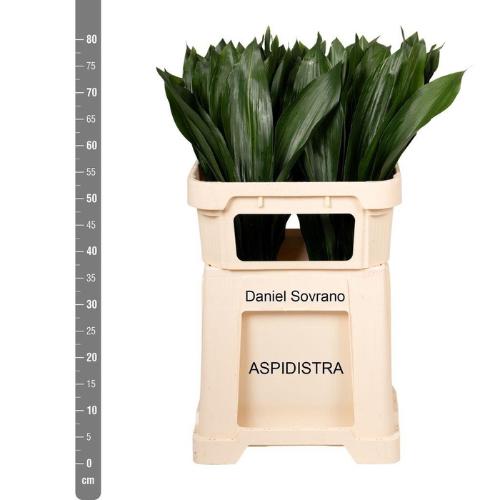 Aspidistra elatior overig