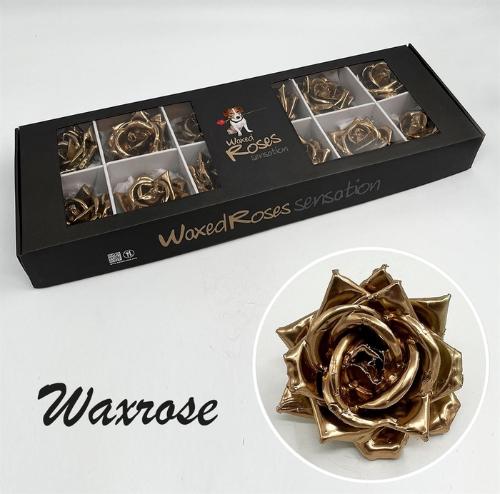 Rosa grootbloemig gewaxt H%