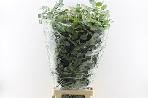 Eucalyptus per bos cinerea