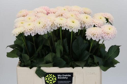 Dahlia (Ball Grp) 'Light Wizard'