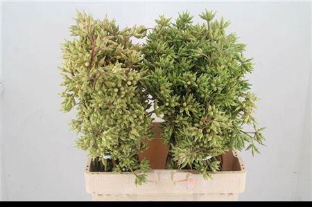 Eucalyptus overig met bes