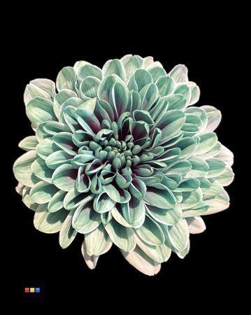 Chrysanthemum Indicum Grp tros kas kleurbehandeld H%