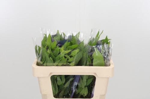 Clematis Amazing Oslo