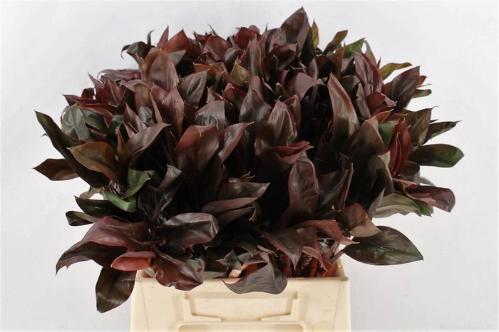 Cordyline fruticosa 'Purple Compacta' (decor)