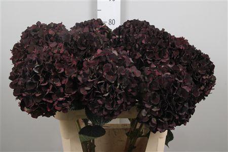 Hydrangea macrophylla Magical Rubyred (classic paars)