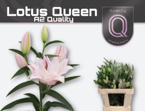 Lilium (Oriental Grp) dubbel overig
