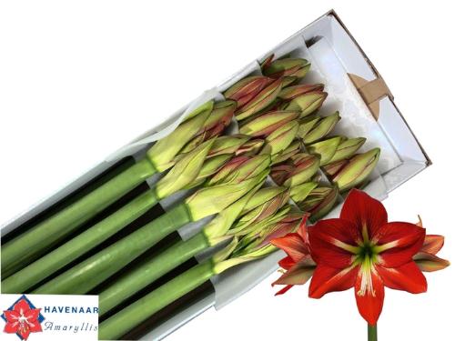 Hippeastrum Galaxy Grp 'Passion'