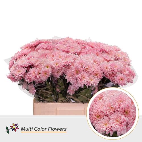 Chrysanthemum Indicum Grp tros kas kleurbehandeld H%