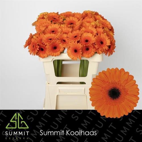 Gerbera mini 'Caramba'