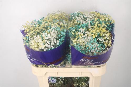 Gypsophila overig kleurbehandeld H%