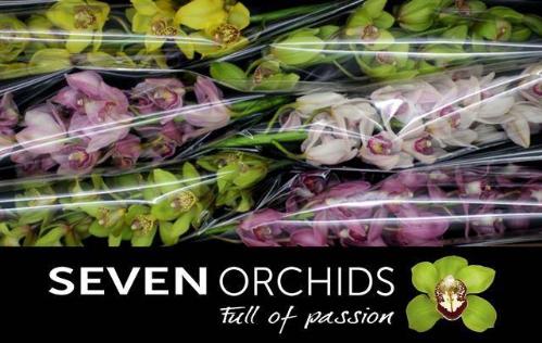 Cymbidium grootbloemig per tak gemengd