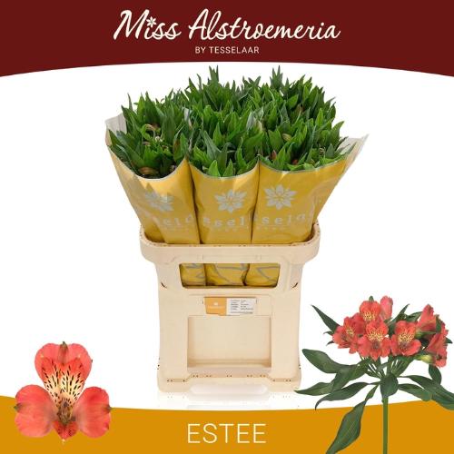 Alstroemeria Estee